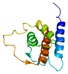 Interleukin 13